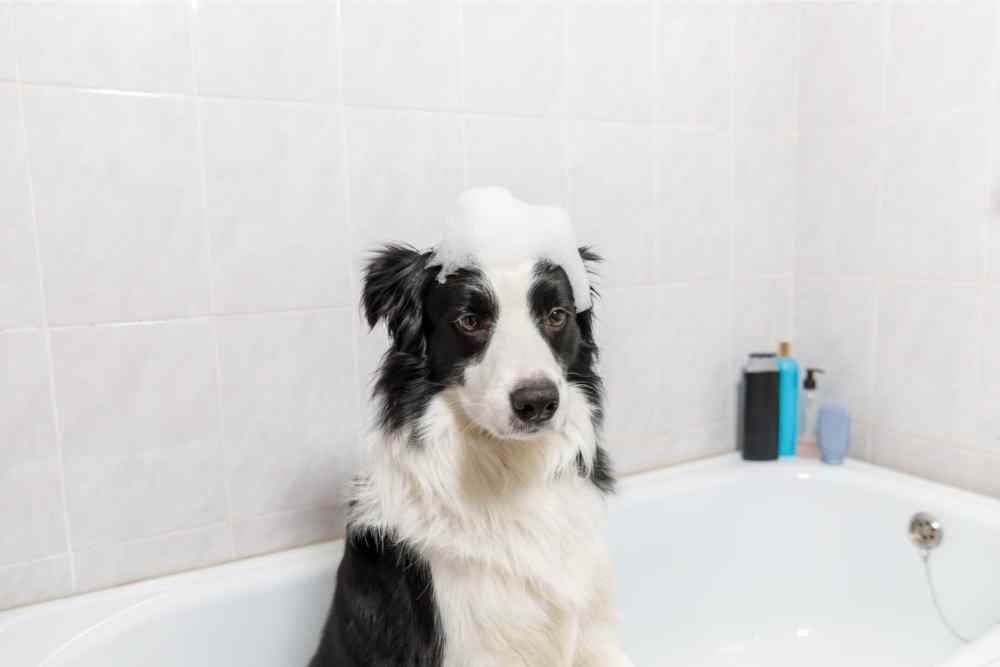 dog taking a bath