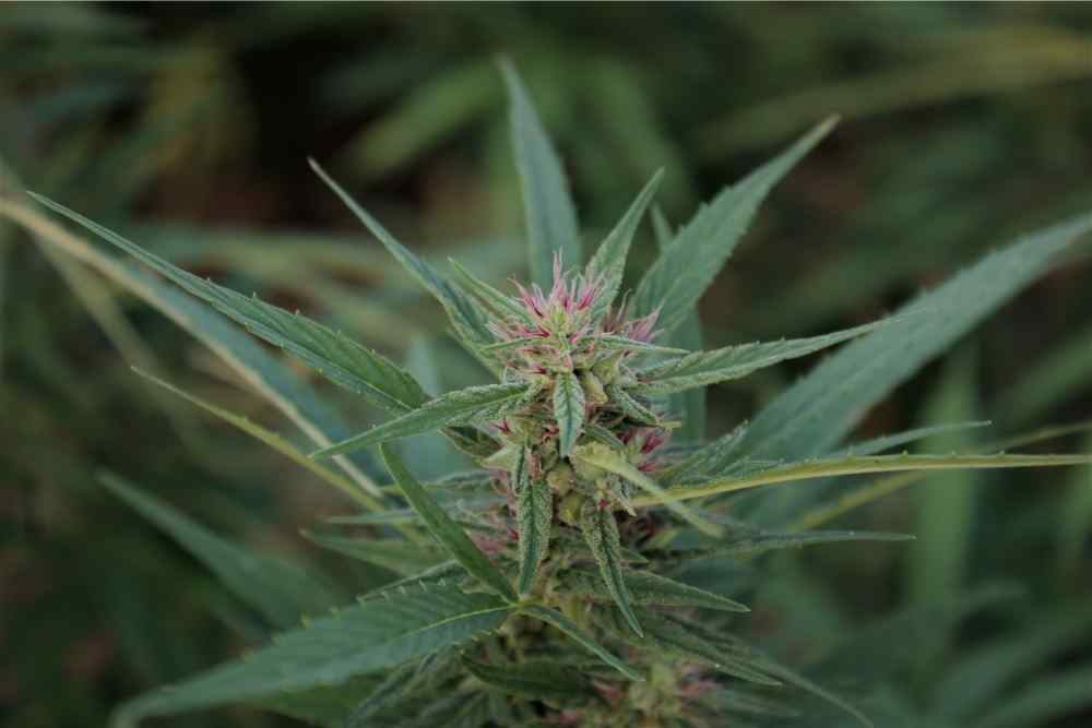 hemp stalk with purple hairs