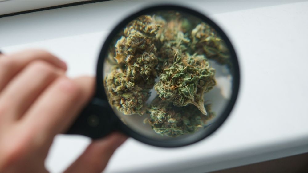 looking at cbd flower through magnifying glass