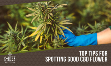 what does good cbd flower look like