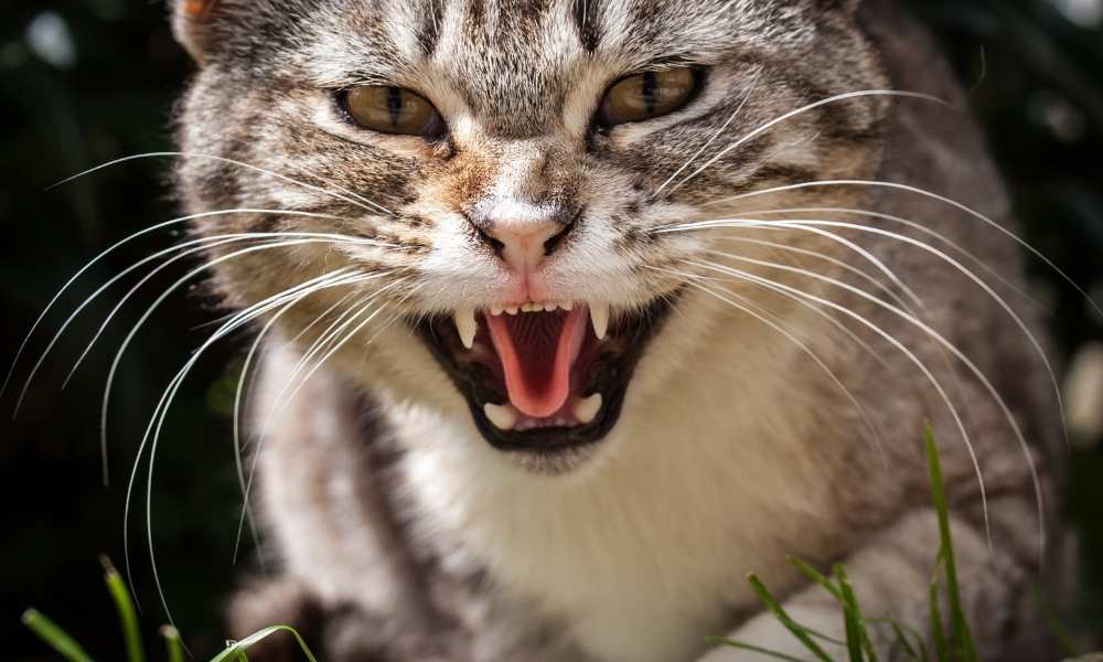 How to Calm an Angry Cat