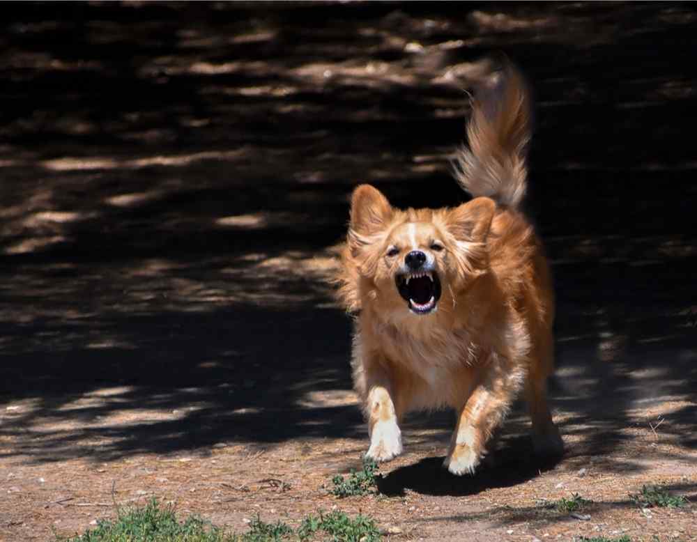 angry pom running