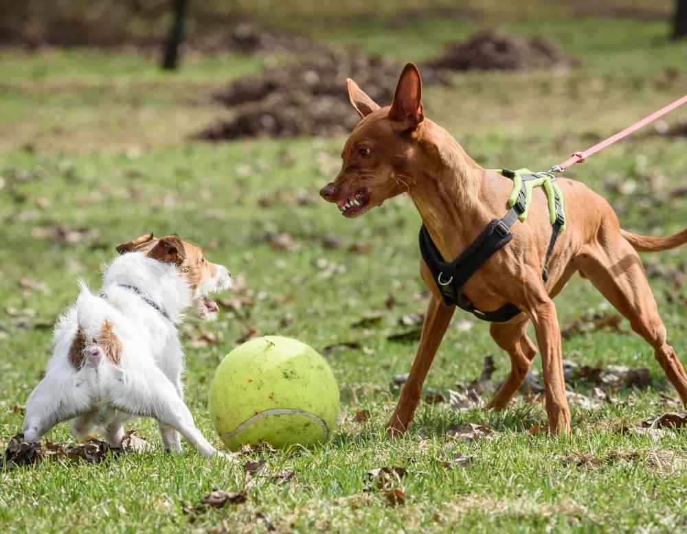 dog fight over tennis ball