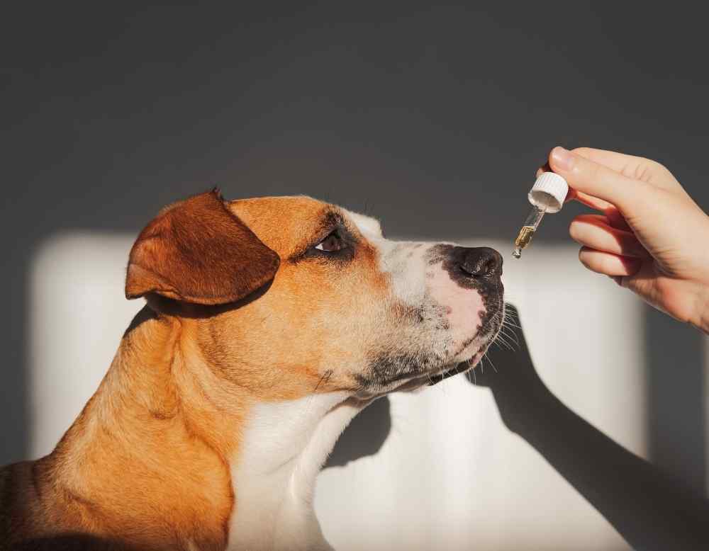 giving pup cbd tincture