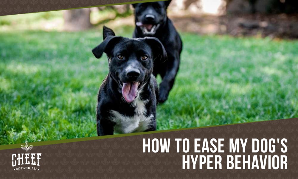 How to calm a hyper dog
