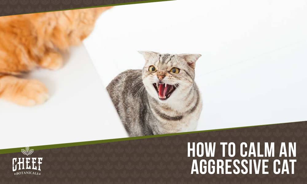 Top Tips to Stop Cat Hissing and Growling Effectively