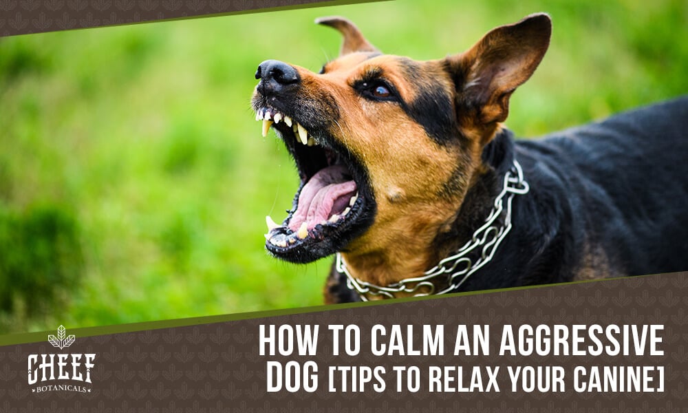 how to calm an aggressive dog