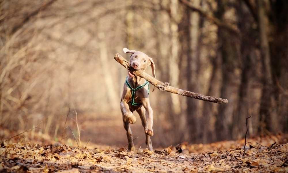 omg dog with big stick