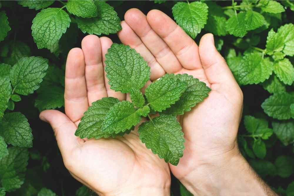 person holding mint leaves
