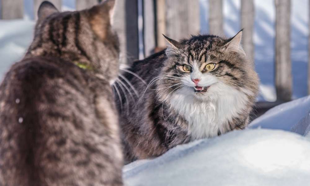 Cause Behind an Aggressive Cat - NaturVet®