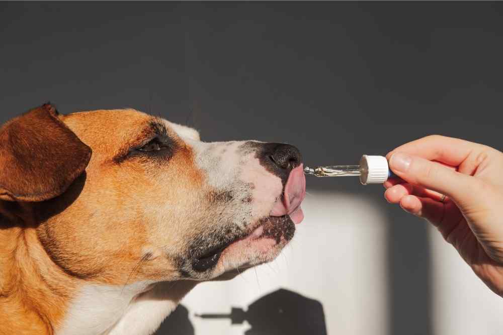 dog taking cbd oil tincture