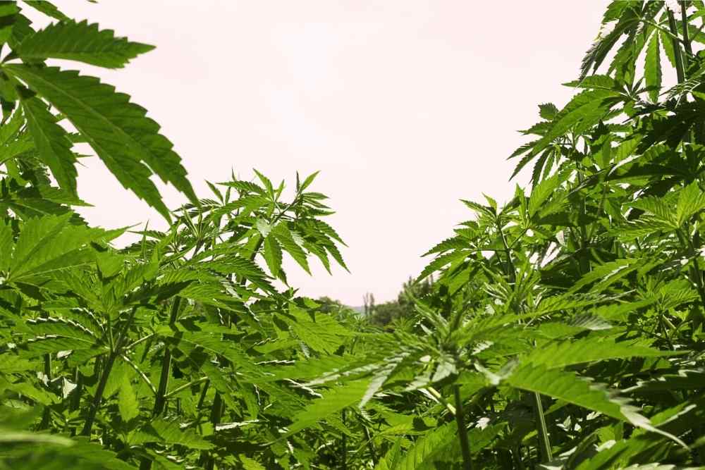 field filled with cannabis plants