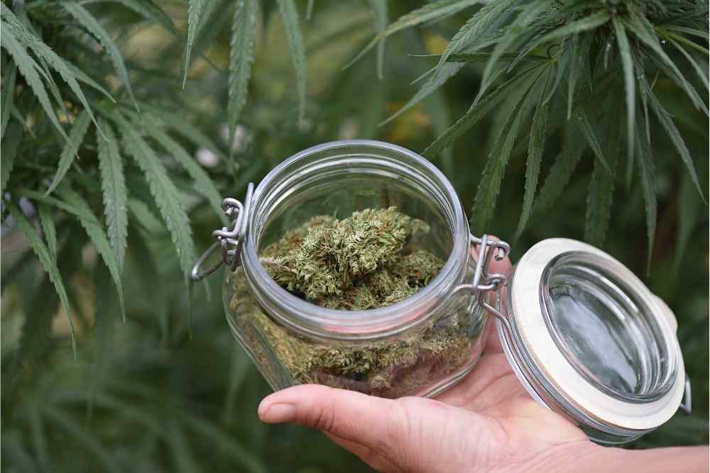 open jar of cbd flower