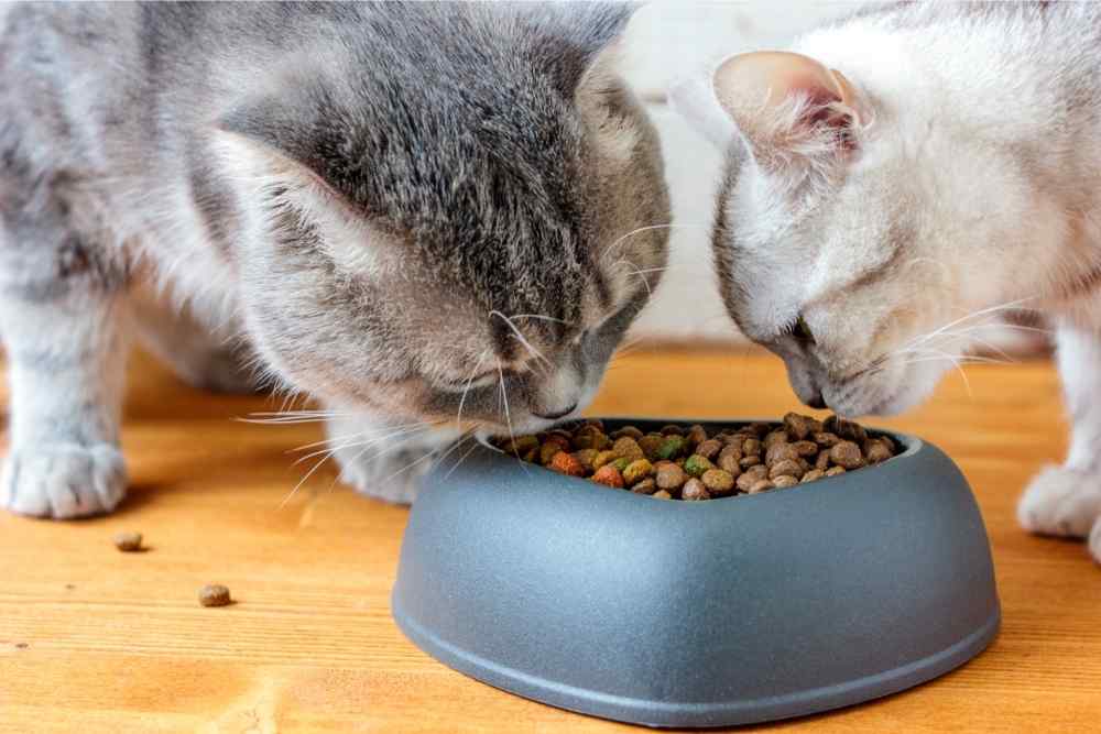 two cats eating cat food