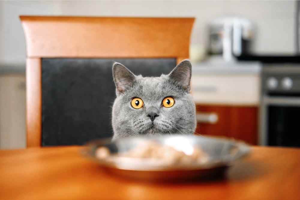 wide eyed cat staring at food