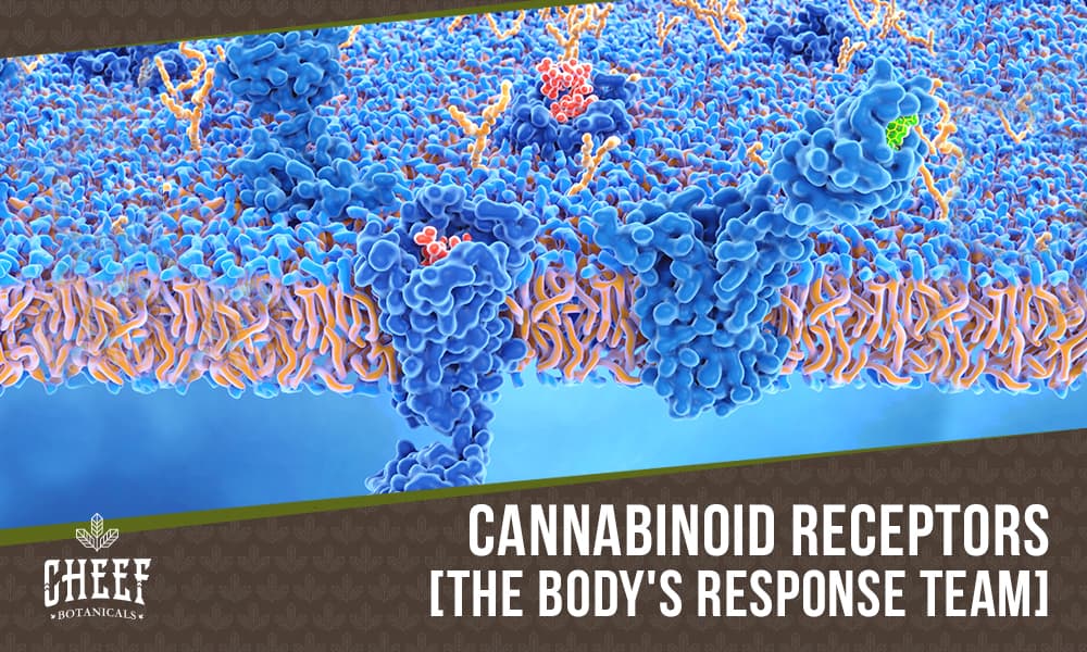 cannabinoid receptors