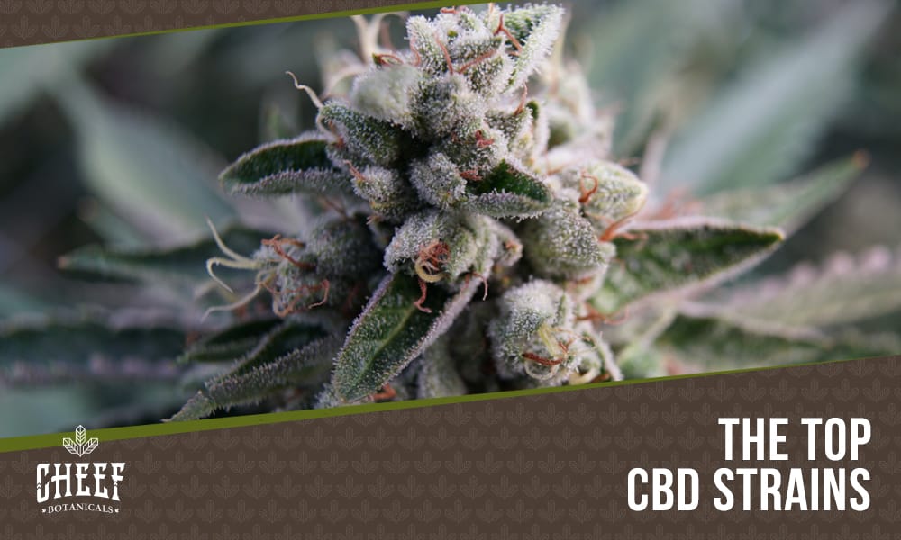 Best CBD Strains