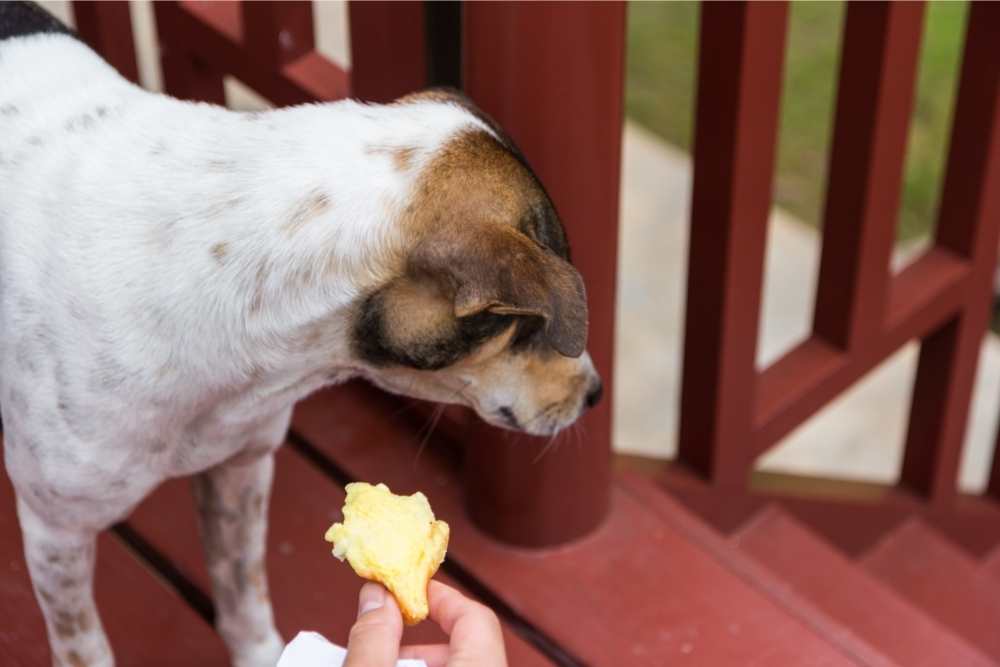 dog ignoring food