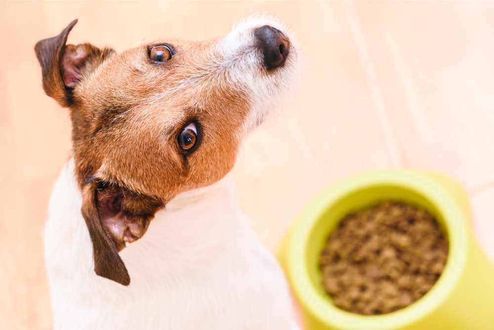 Appetite stimulant for dogs how to naturally boost dog s cravings