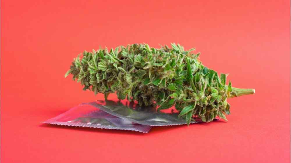 hemp bud with condom orange background