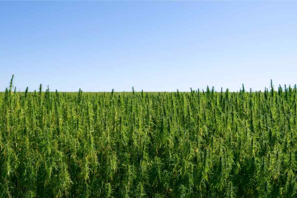 hemp field blue sky