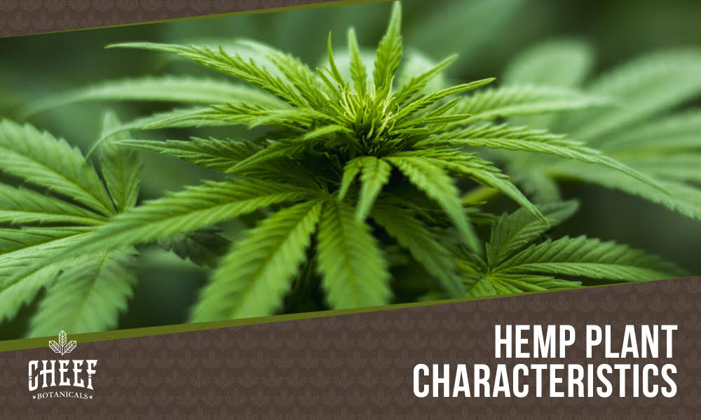 how to identify hemp plants