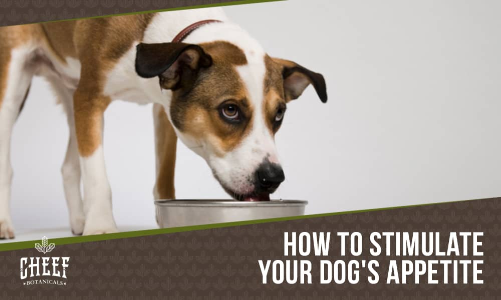 appetite stimulant for dogs