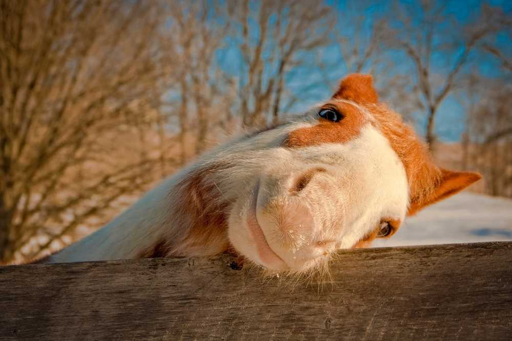 happy horse with head on fence