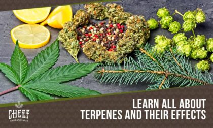 terpenes and their effects