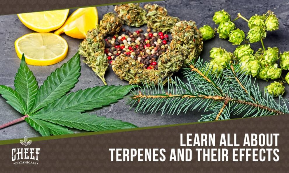 Terpenes and Their Effects: How They Improve Each Strain