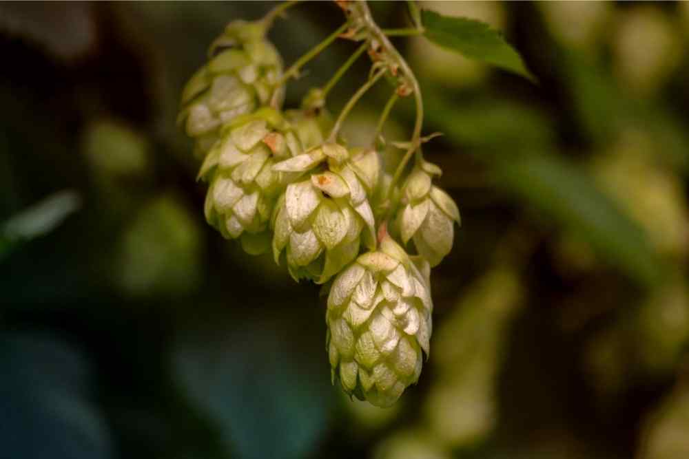 a cluster of hops hanging from a branch