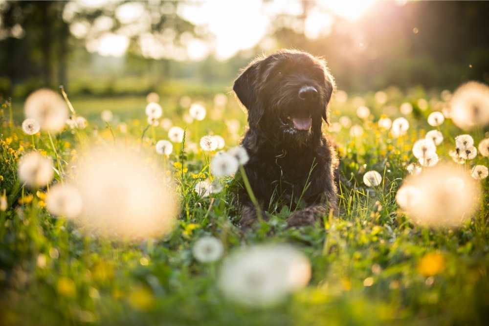 black dog in meadow