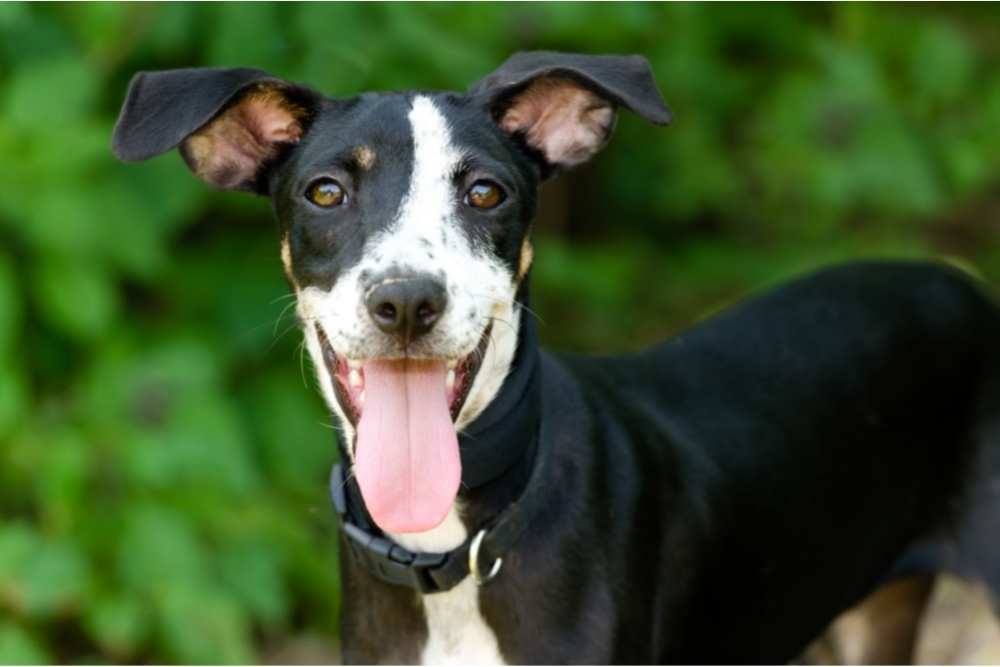 happy dog with tongue out