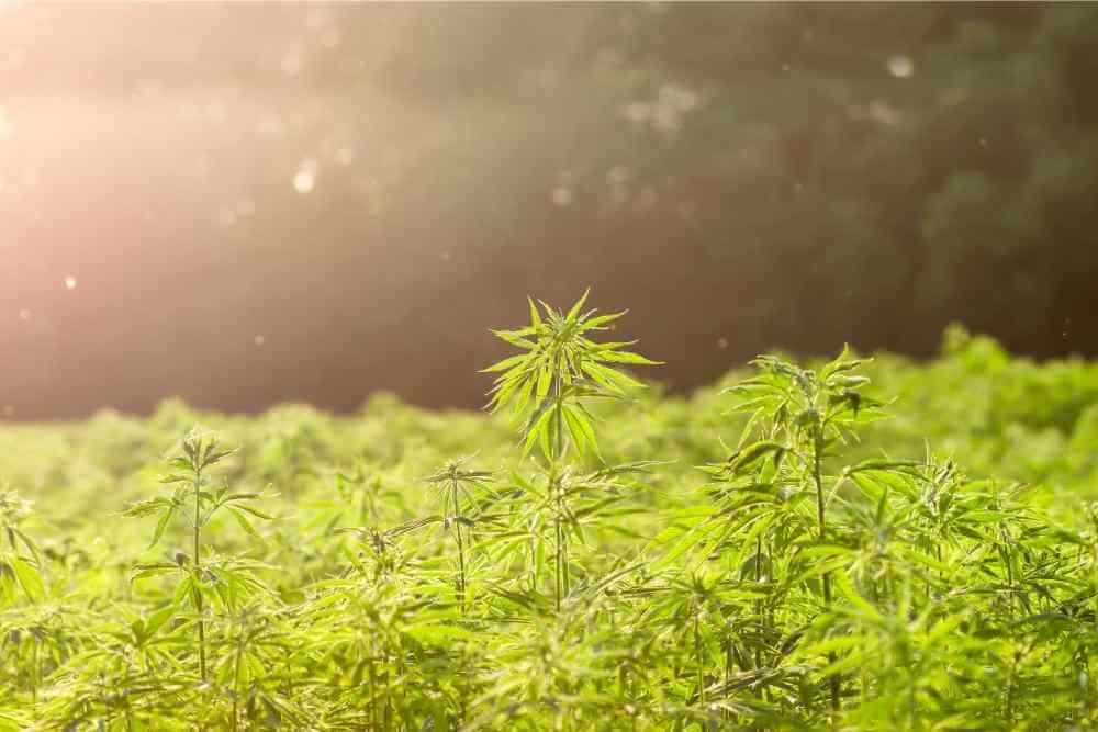 hemp field at golden hour