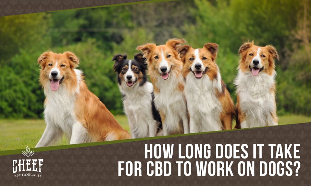 How Long Does It Take For CBD To Work On Dogs