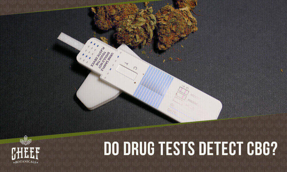 does cbg show up on a drug test