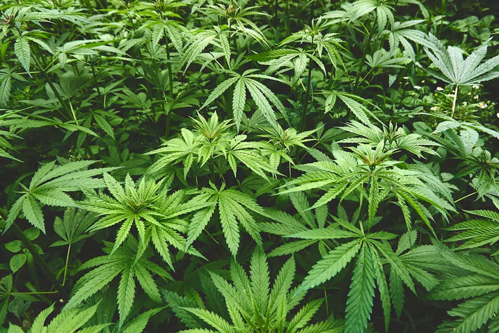 field of hemp cannabis plants