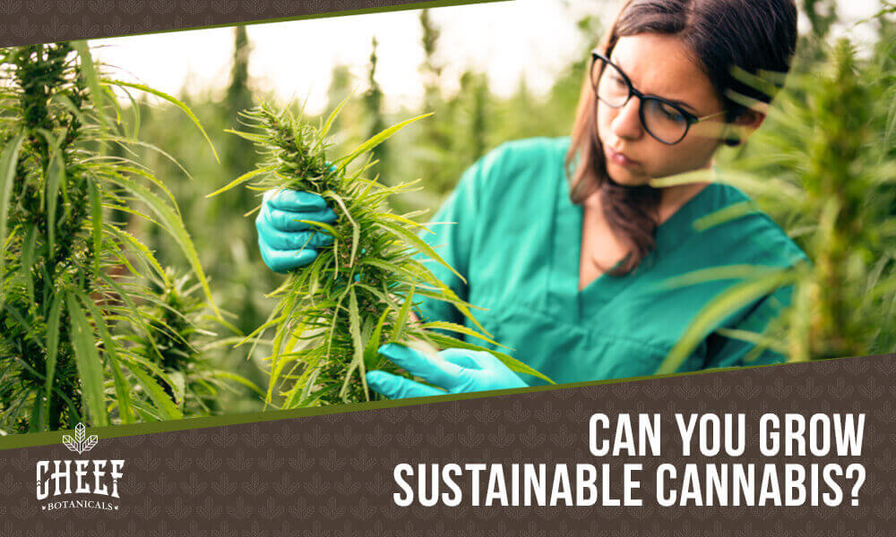 Can You Grow Sustainable Cannabis