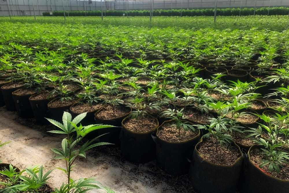cannabis farm