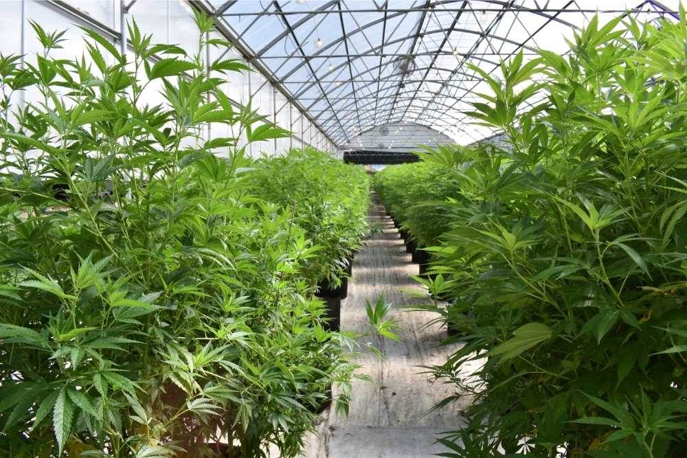 cannabis greenhouse