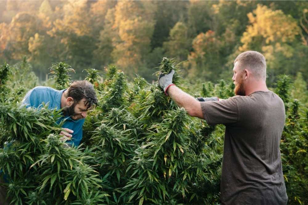cannabis growers