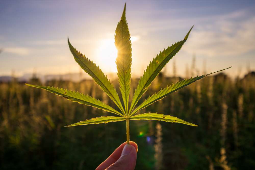 farmer holing up hemp leaf