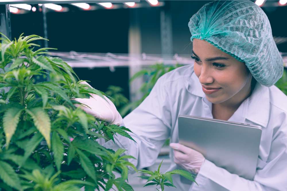 scientist examining hemp flower