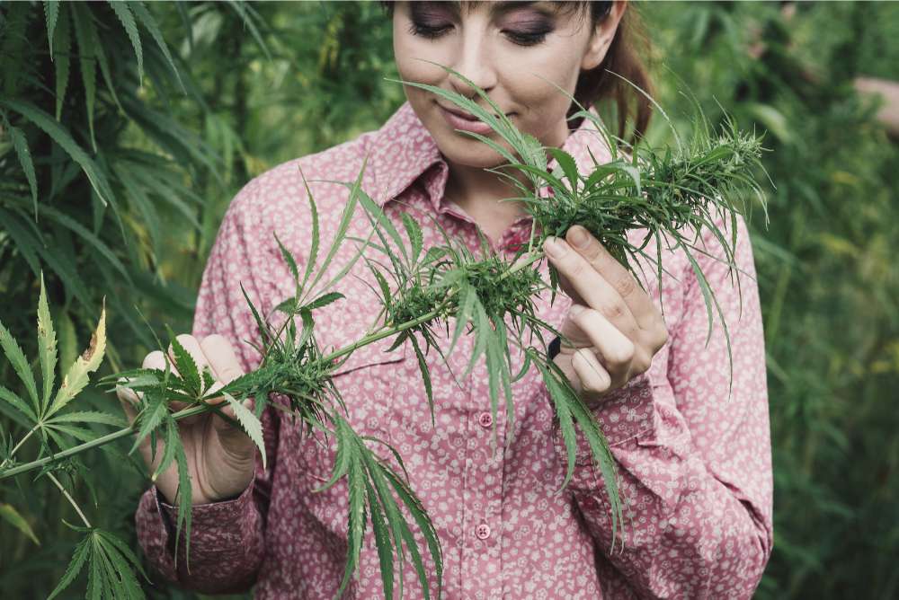 woman farmer examining hemp plants