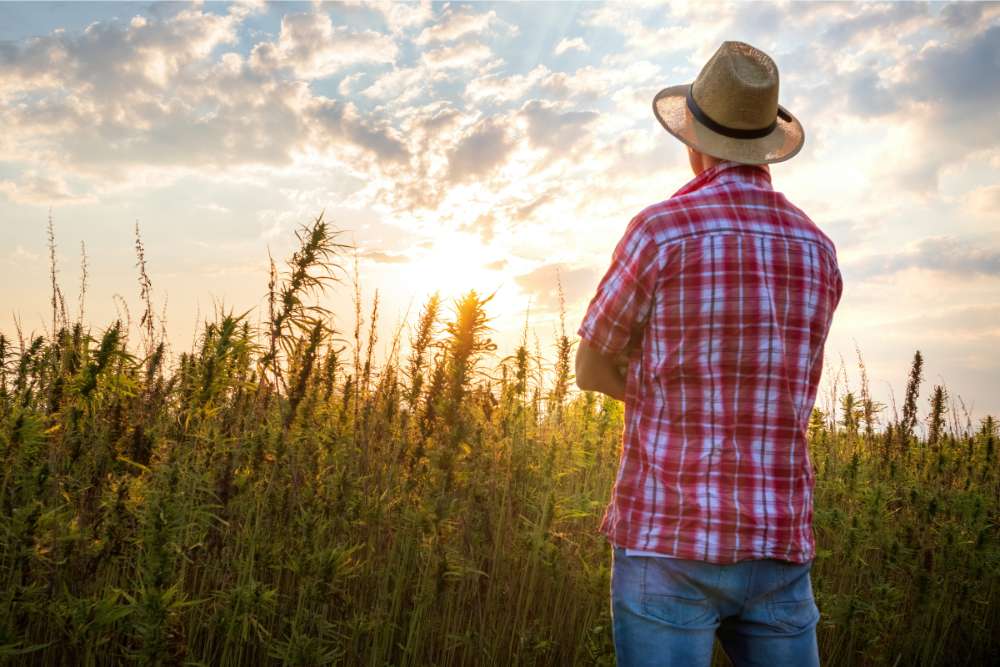 farmer admiring hemp crop at dusk