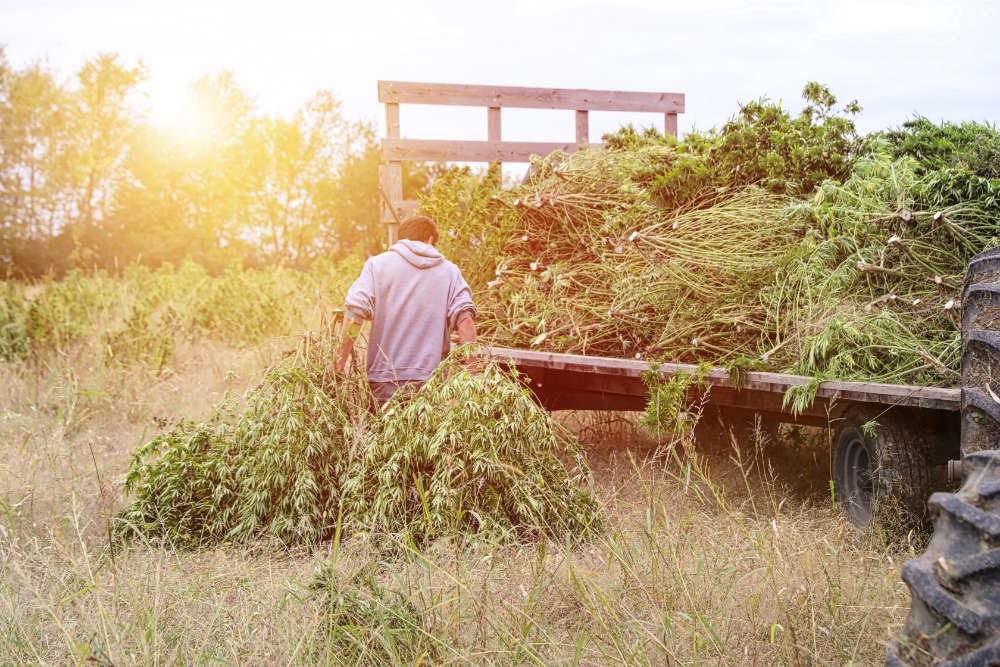 farmer harvesting hemp plants