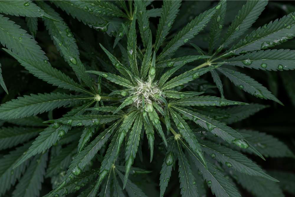 overhead shot of hemp wet hemp plant