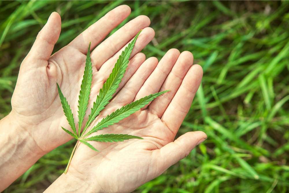 person holding hemp leaf in palm