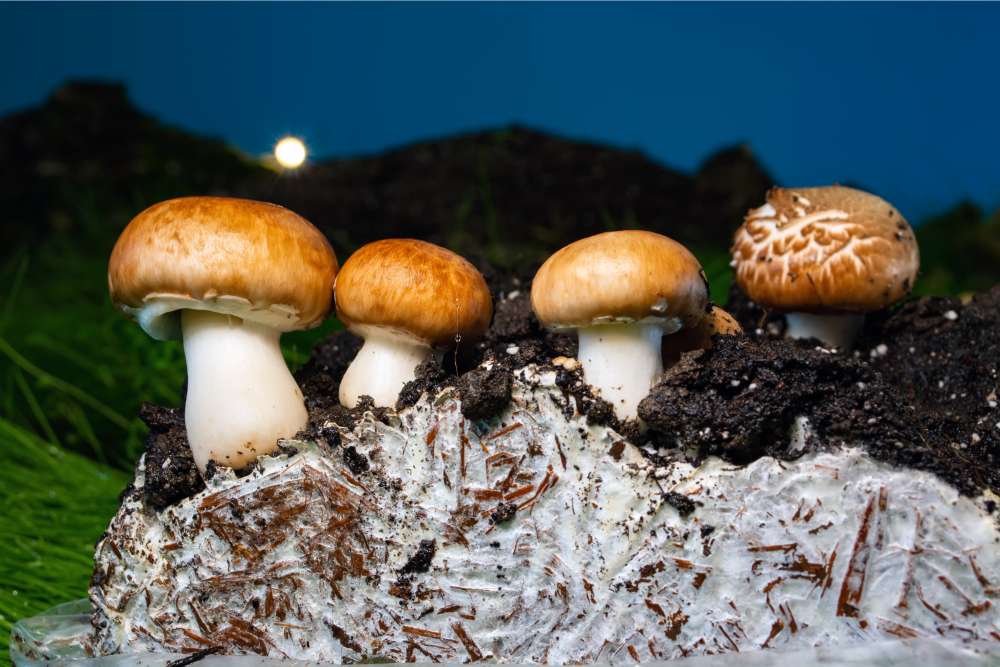 functional mushroom fruiting body and mycelium