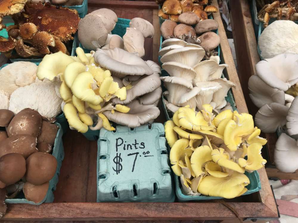 functional mushrooms for sale